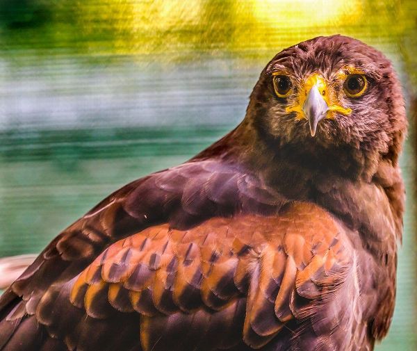Perry, William 아티스트의 Colorful red-tailed hawk looking for prey-Florida작품입니다.